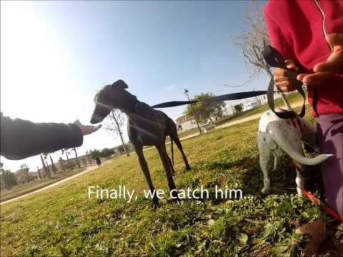 DOGumentary featuring the capture of a stray injured galgo..