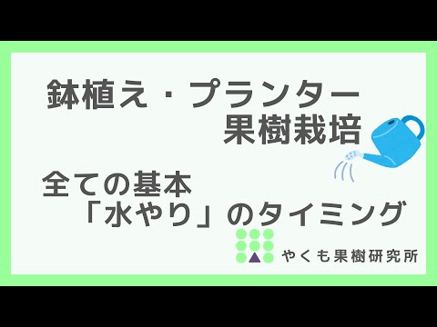 アジアユリ鉢植えオリエンタルバルコニー水やり害虫
