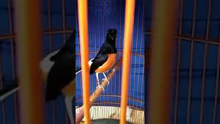 Download lagu muray batu masteran jangkrik mp3