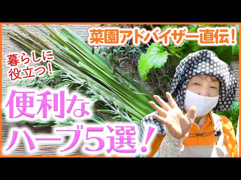 最高のティーハーブ12選 トピックス