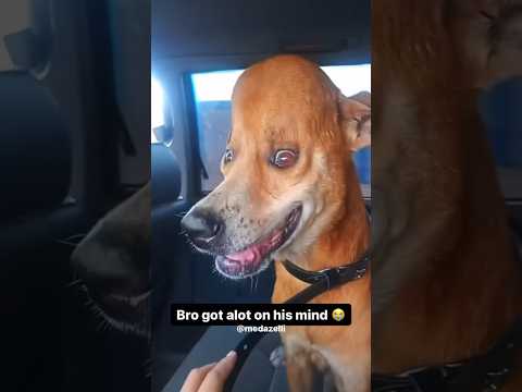 Who Bonked My Dog With A Cartoon Hammer 💔