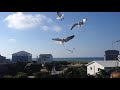 SEAGULLS FRENZY