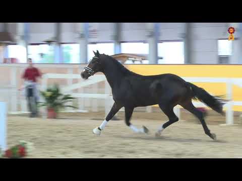 KN 54: Desiderio x Dressage Royal