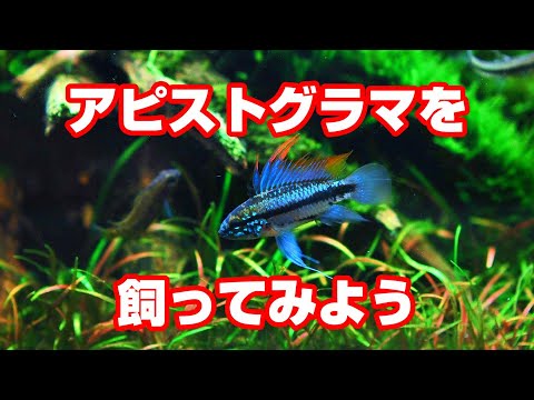 19P/ボレリー - 定義