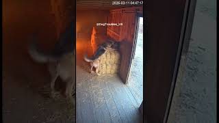 German Shepherd Drags Tabby Cat Out Seconds Before Blast #saveing #dog #cctv #herodog