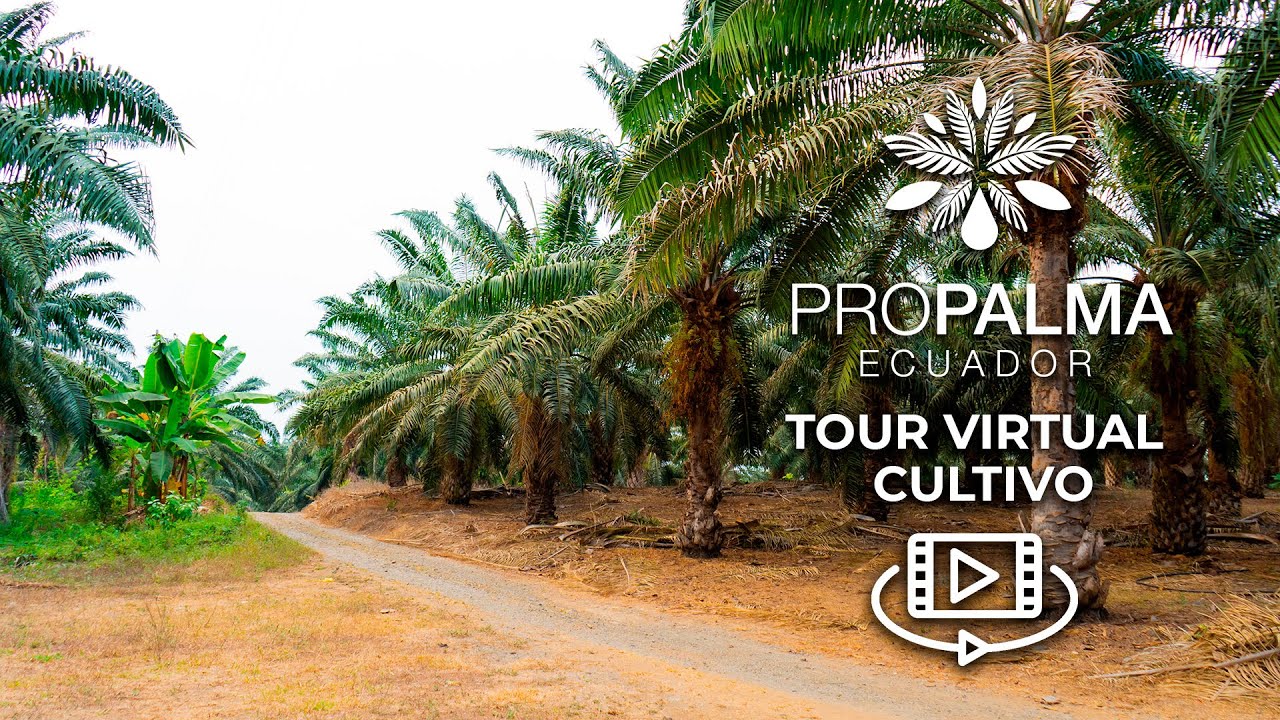 Tour Virtual de Cultivo Palmero - PROPALMA ECUADOR