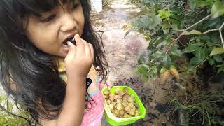 Download lagu PANEN BUAH CIPLUKAN DAN JABOTICABA, JABUTICABA DARI POT - PICKING JABUTICABA FRUITS FROM ROOF mp3 Download lagu PANEN BUAH CIPLUKAN DAN JABOTICABA, JABUTICABA DARI POT - PICKING JABUTICABA FRUITS FROM ROOF mp3