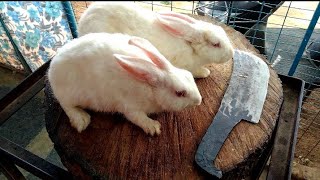 Rabbit market Rabbit meat Cutting skills by Indian Street butcherman #indianstreetmarkets #howticut