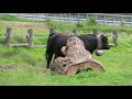 Vache D Hérens