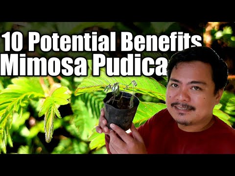 Mimosa pudica paraziták, Account Options