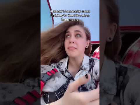 Dog Behavior Facts w OnlyJayus - #Shorts