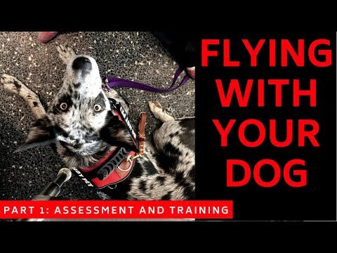 Flying with Your Service Dog: Part 1 Assessment and Training