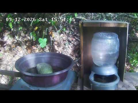 Live Webcam View - Bird water trough in Tecpán Guatemala, Chimaltenango