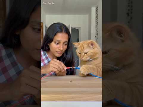 Garfiledව ඉස්සුවා😂💗 Don’t try this at home btw, this is AI #fyp #foryou #funny #cat #viral