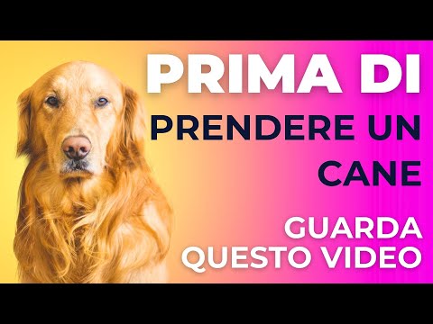 Cosa sapere prima di prendere un cane