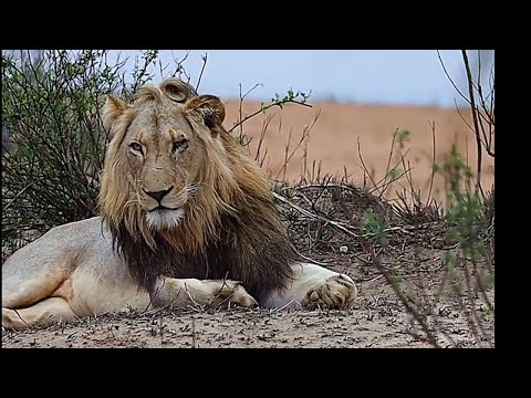 Nkuhuma Young Male Lion | Son of Plains Camp Males | 10 October 2025