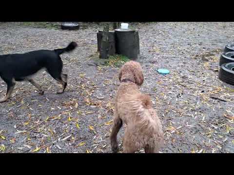 Belle, Gnar, Cookie & Iris playing (Wed)