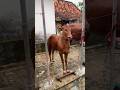August 4 2024 Bullrace Bulllover Bull Trending Shorts Viral Video Like