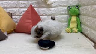 シーズーの動画01