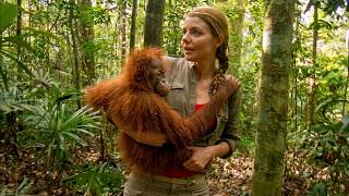 Saving The Last Orangs-Outangs | Borneo & Sumatra Wildlife Rescue