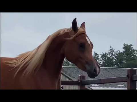 🔥Mariel BKV🔥 (Ajman Moniscione | ASH Mariella by  Monther Al Nasser)