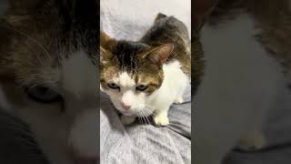 2026年8月29日 今日のしーちゃんฅ^•ω•^ฅ