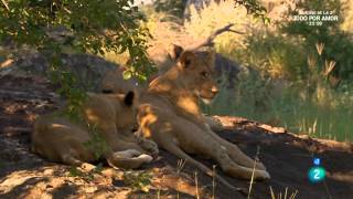 Grandes documentales - Leona en el exilio