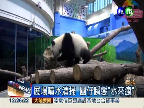 27kg圓仔愛玩水 靠"藍桶君"抬離