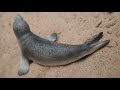 Schleich Laukinių gyvūnų figūrėlių rinkinys