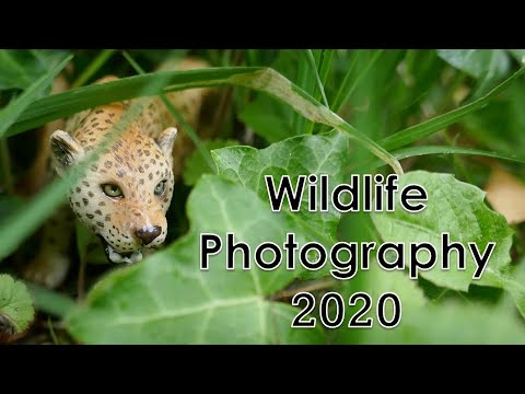 Schleich Laukinių gyvūnų figūrėlių rinkinys video