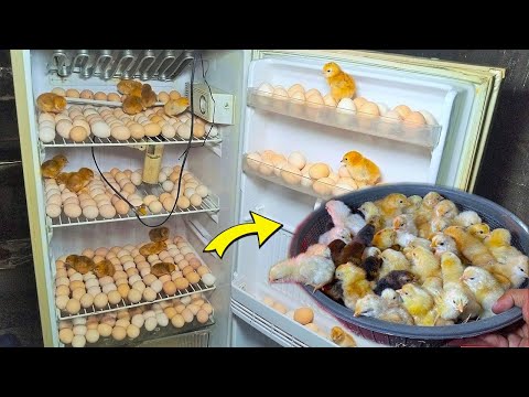 Egg Hatching In old REFRIGERATOR (fridge) - Hatch 200 Chicks In Fridge