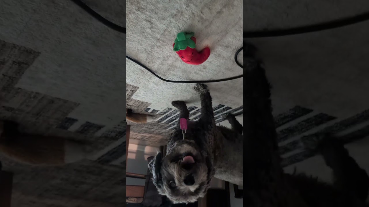 Enlarge Canna Lily, a Adoptable Miniature Poodle in Austin, TX video 6/6