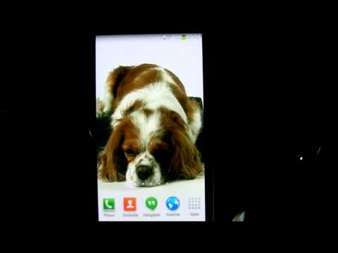 Dog Live Wallpaper HD Video