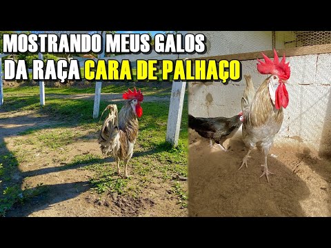 , title : 'GALINHA CARA DE  PALHAÇO (CURIOSIDADES DA RAÇA) #GALINHA #GALINHACARADEPALHAÇO'
