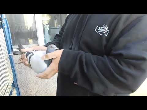 MACHO- JANSSEN 019 -VAN LOON- AU-2018-JEDDS-27115