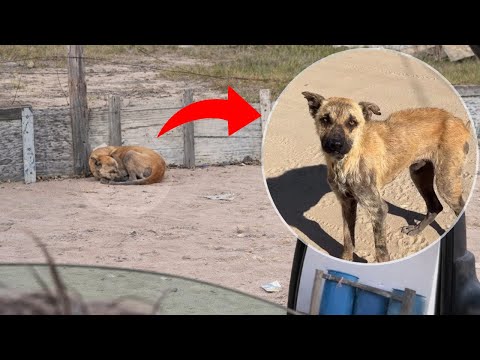 Agotado y abandonado, los ojos suplicantes de este perro aún esperaban a su dueño.