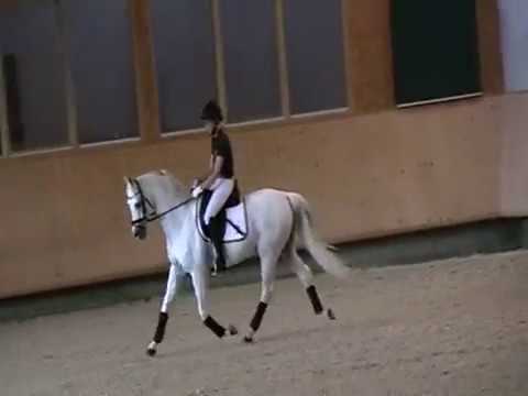 Said ox v. Pamir ox / Saher ox / Gharib ox