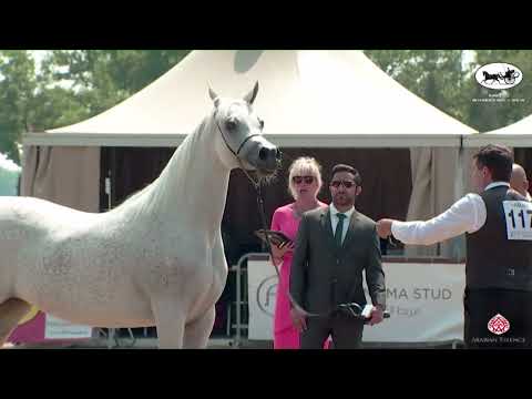 N 117 WADAD ZAMANI   AH Weekend 2022   International C Show   Mares 10 Years and Older Class 30