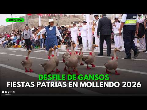 #Arequipa: Gansos desfilan por fiestas patrias en Mollendo, Islay.