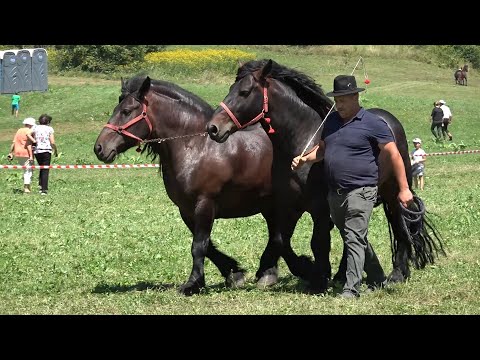 Expozitie cu cai de frumusete Bradu, Sibiu 5 August 2023 Nou!!!