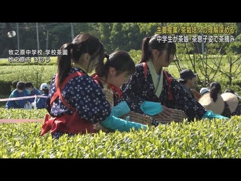 YouTube Video 茶娘や茶息子に扮した生徒が茶摘みを行う 静岡・牧之原市の中学校