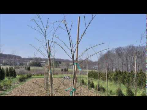 About Growing Weeping Willow Trees