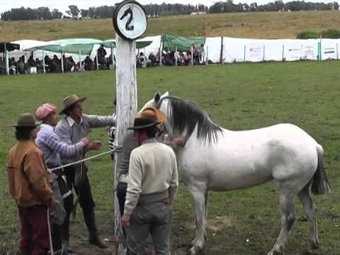 Criollas 2 Costas de Arias 2014