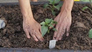 Container Gardening Vegetables for Beginners