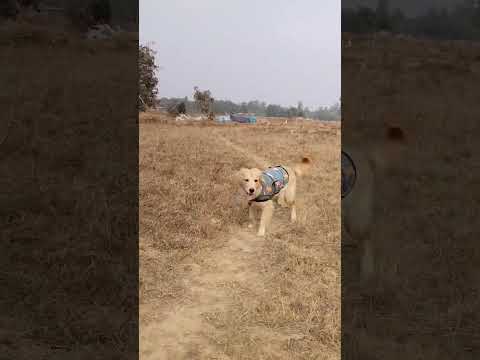 Sheru ki saitani $#@Dog #$@