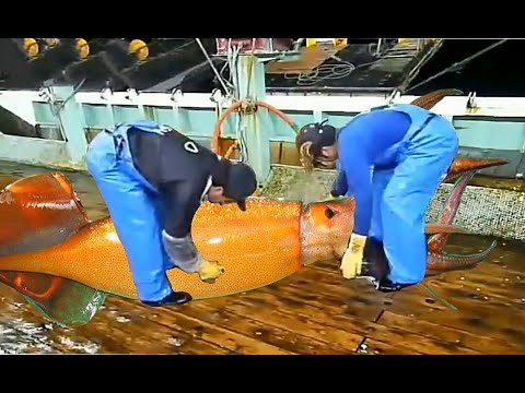 Amazing Giant Squid Catching in The Sea, Fastest Big Squid Packing Processing Factory