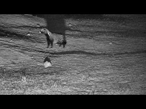Djuma: African Civet - 20:22 - 10/11/18