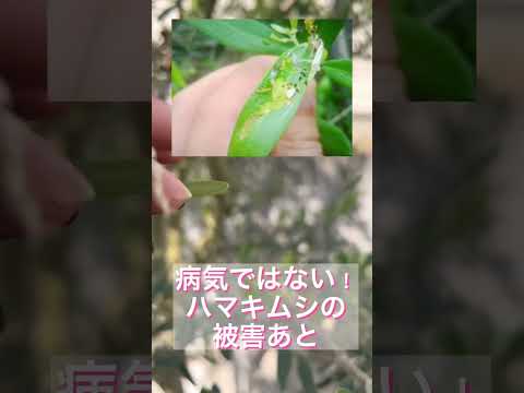 新しい季節を安全に始めるために、冬に庭を害虫から守るにはどうすればよいですか？  庭園