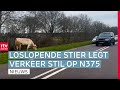 Ontsnapte stier neemt het ervan & Noord Nederlands Kampioenschap Neutieschieten | Drenthe Nu