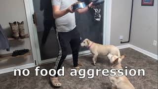 Video preview image #1 German Shepherd Dog-Unknown Mix Puppy For Sale in Enfield, CT, USA